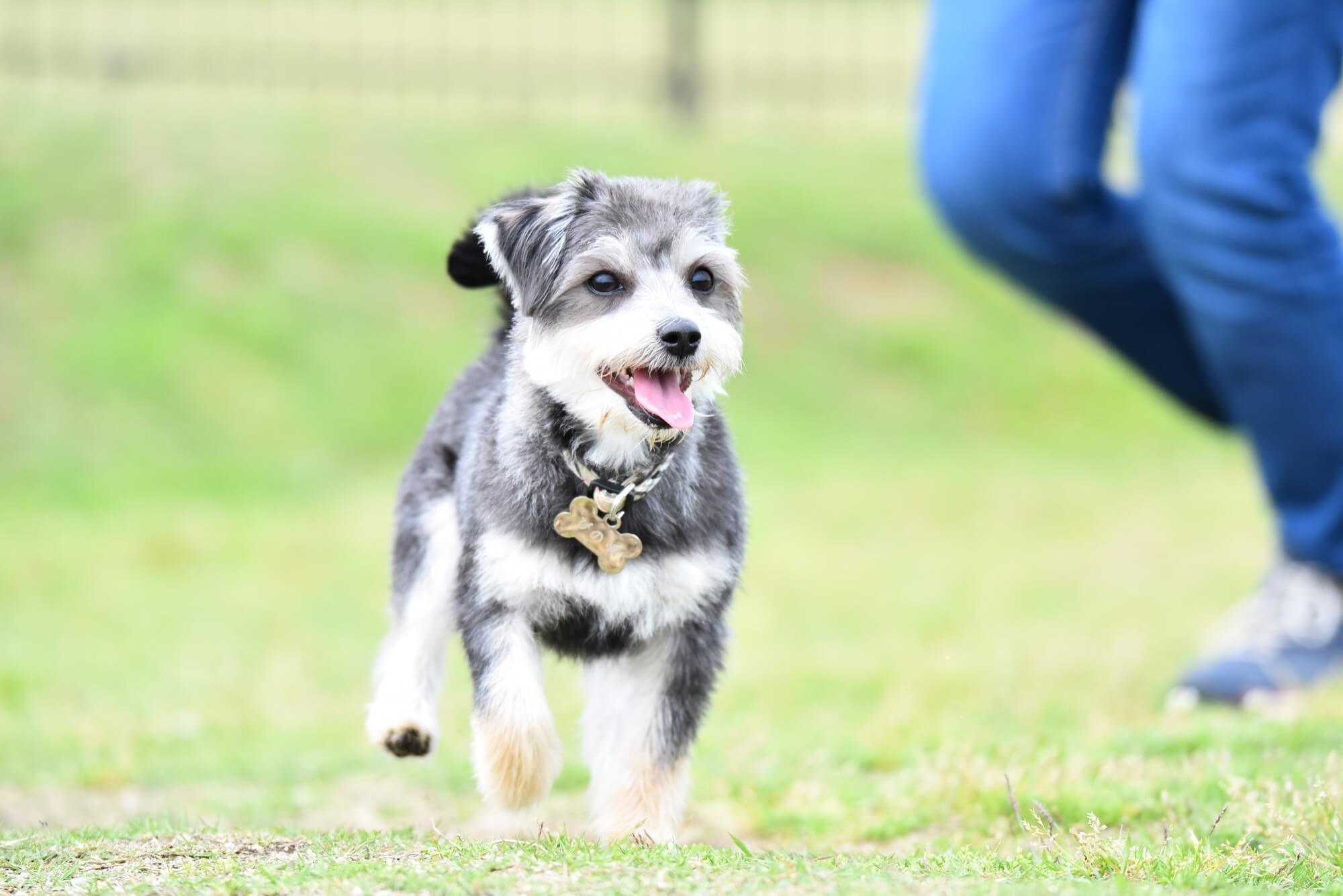 おしゃれで軽い犬用首輪を選ぶときの基本ポイント